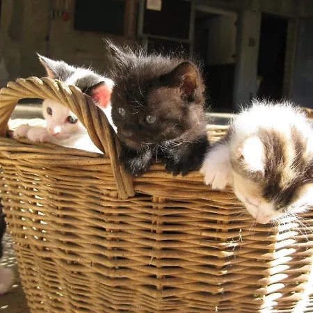 Jakobsbauernhof Freiamt