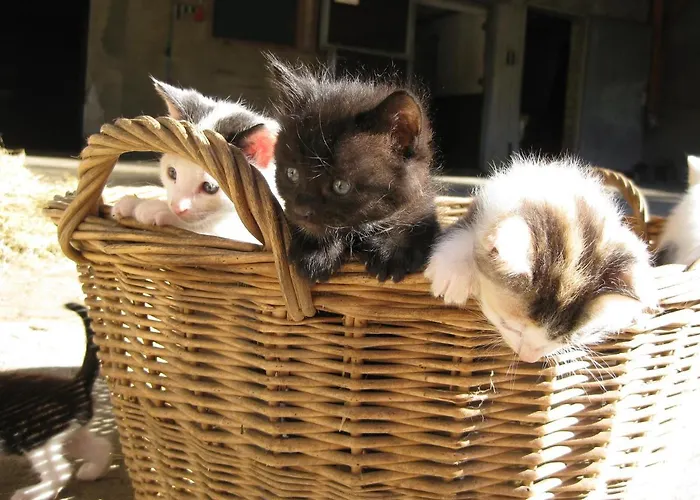 Jakobsbauernhof Freiamt